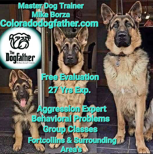 The DogFather Behavioral and Training Center