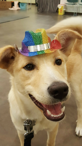 Frozen Yogurt Shop «sweetFrog Premium Frozen Yogurt», reviews and photos, 3911 Union Deposit Rd, Harrisburg, PA 17109, USA