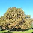 The Memorial Tree