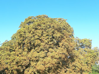 The Memorial Tree