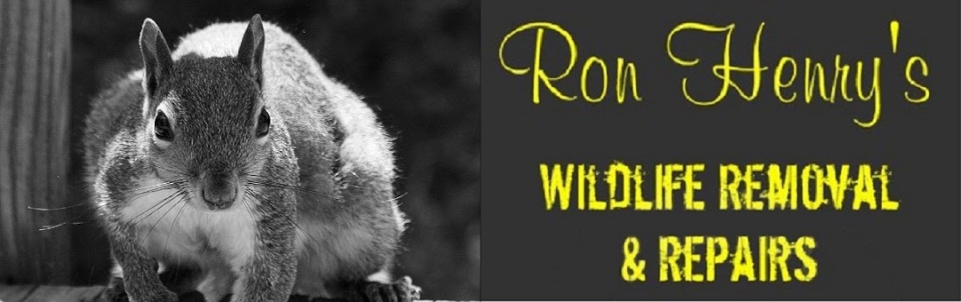 Ron Henrys Wildlife Removal and Repairs