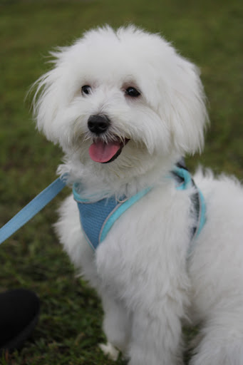 Park «Flamingo Park», reviews and photos, 1200 Meridian Ave, Miami Beach, FL 33139, USA