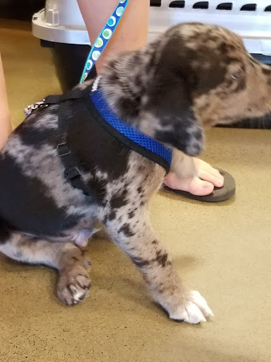 Pet Supply Store «PetSmart», reviews and photos, 8204 Leesburg Pike, Vienna, VA 22182, USA