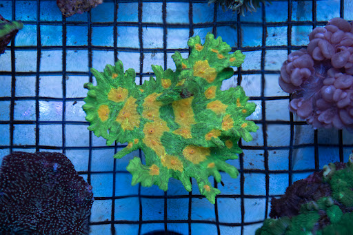 Tropical Fish Store «Greenwich Aquaria», reviews and photos, 1064 E Putnam Ave, Riverside, CT 06878, USA