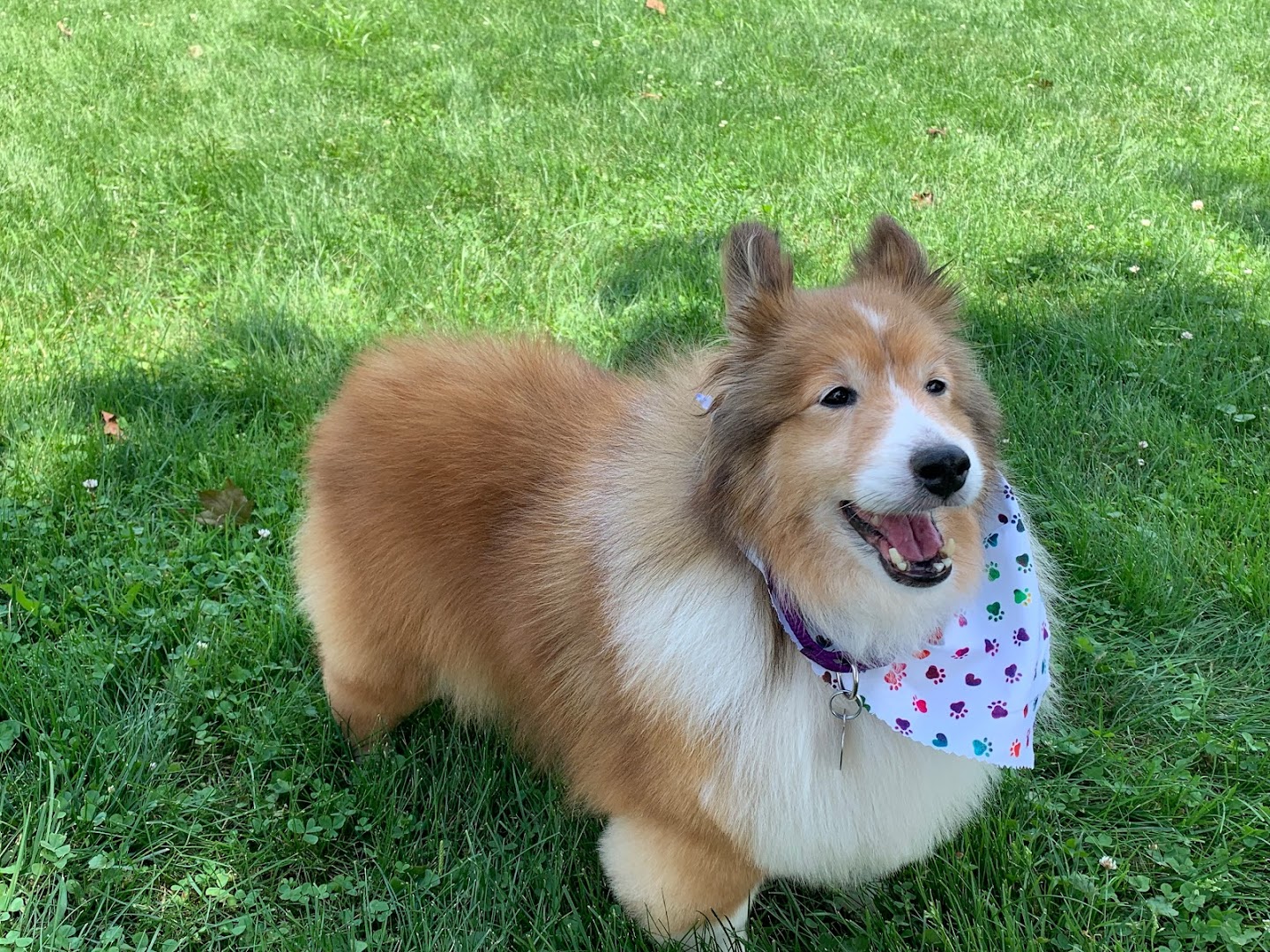 Heart's Promise Sheltie Rescue