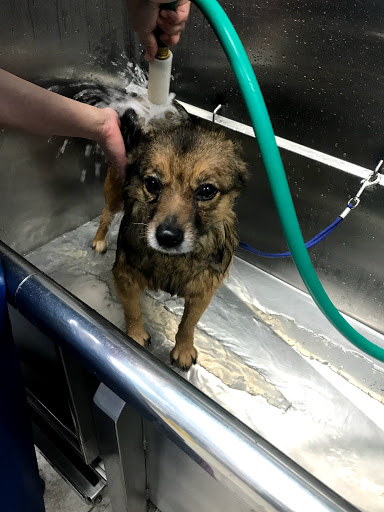 Pet Supply Store «Brookside Barkery & Bath», reviews and photos, 118 W 63rd St, Kansas City, MO 64113, USA