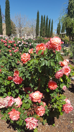 El Paso Municipal Rose Garden image 3