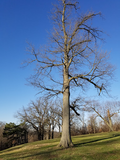 Park «Burnet Woods», reviews and photos, 3251 Brookline Ave, Cincinnati, OH 45220, USA