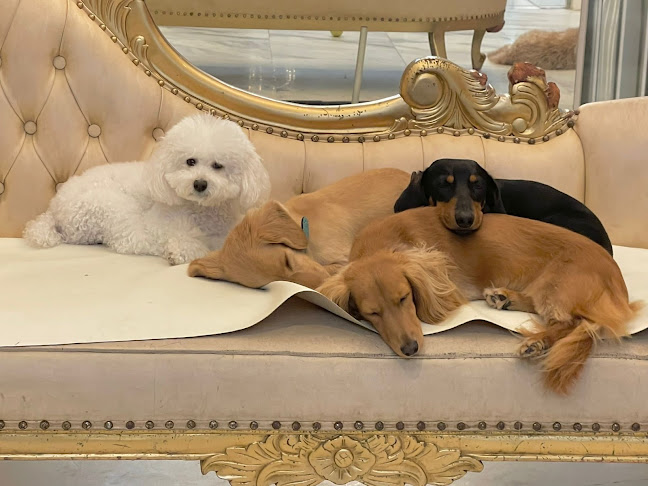 BreakFast at Fluffy’s Boutique Pet Hotel, Daycare & Grooming - Singapore