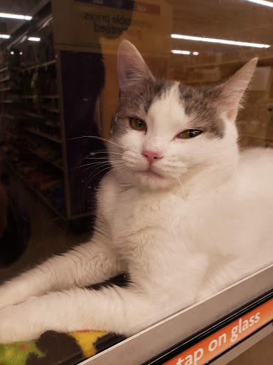 Pet Supply Store «PetSmart», reviews and photos, 156 Old Little Britain Rd, Newburgh, NY 12550, USA