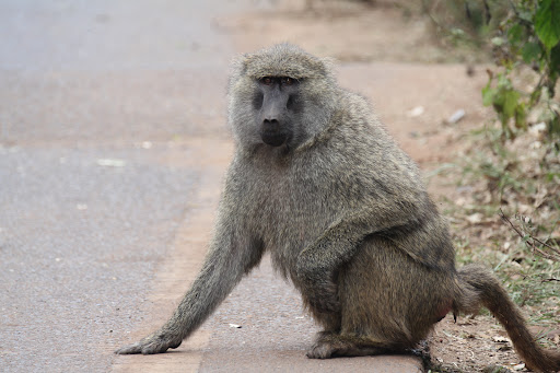 Travel Agency «Mike One Travel», reviews and photos, Pipher Rd, Bushkill, PA 18324, USA