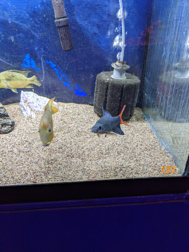 Tropical Fish Store «Tropi-Quatics Pet Center», reviews and photos, 337 S Main St, Lombard, IL 60148, USA