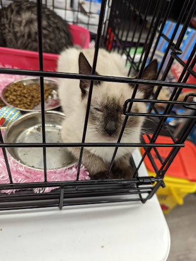 VIP Petcare Vaccination Clinic image