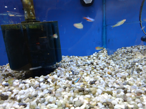 Pet Supply Store «Healthy Pet Center», reviews and photos, 775 New Loudon Rd, Latham, NY 12110, USA