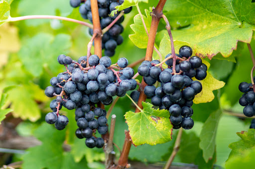 Tour Agency «Experience! The Finger Lakes», reviews and photos, 501 Warren Rd, Ithaca, NY 14850, USA