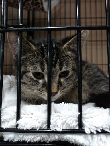 Pet Supply Store «Pet Valu», reviews and photos, 200 Biggs Blvd, Harrison, OH 45030, USA