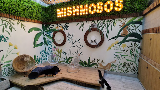 Hotel Felino Mishmosos