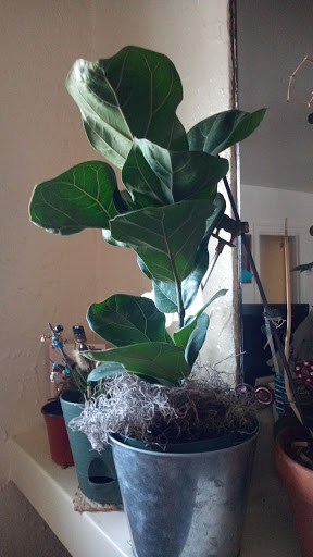 Florist «Flowerama Kettering Ohio», reviews and photos, 3000 Shroyer Rd, Kettering, OH 45429, USA