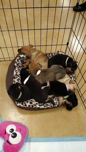 Pet Supply Store «PetSmart», reviews and photos, 6370 W Indiantown Rd, Jupiter, FL 33458, USA