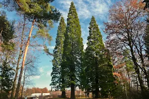 Drei Lebensbäume image