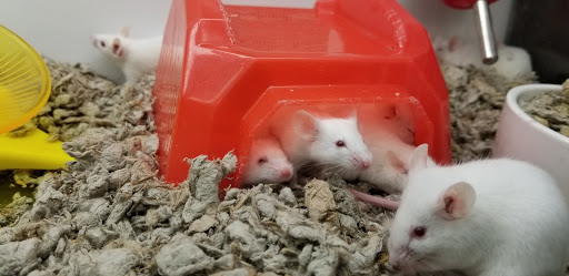 Pet Supply Store «Petco Animal Supplies», reviews and photos, 801 W Lake Ave, Peoria, IL 61614, USA