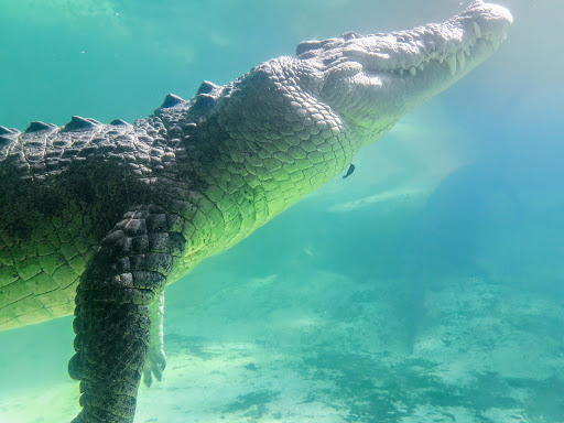 Zoo «St. Augustine Alligator Farm Zoological Park», reviews and photos, 999 Anastasia Blvd, St Augustine, FL 32080, USA