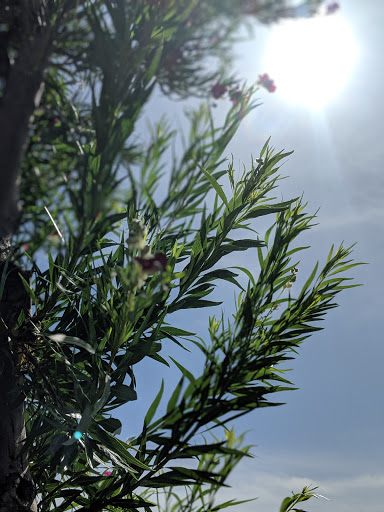 Park «Bicentennial Park», reviews and photos, 16705 N Nash St, Surprise, AZ 85378, USA