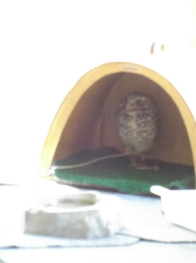 Zoo «Audubon Center for Birds of Prey», reviews and photos, 1101 Audubon Way, Maitland, FL 32751, USA