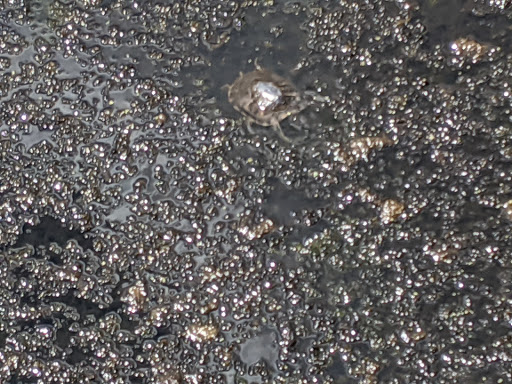 Nature Preserve «Beaverton Creek Wetlands Natural Area», reviews and photos, SW 153rd Dr, Beaverton, OR 97006, USA