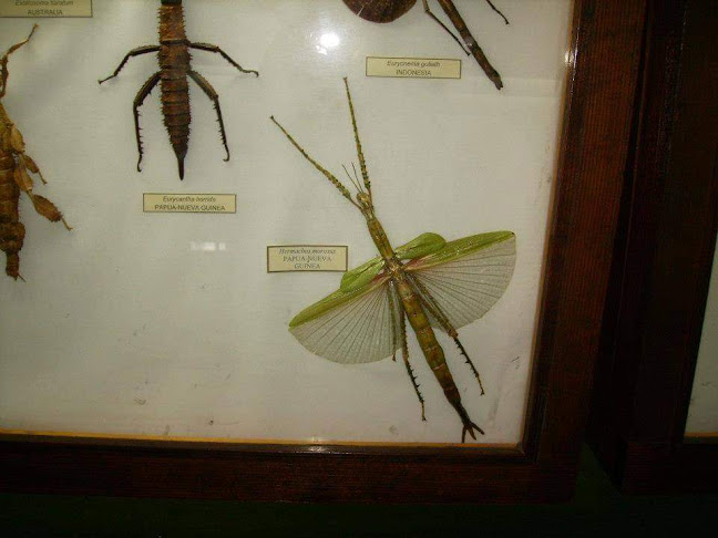 Museo De Insectos - Insectario - Puente Alto