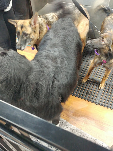 Pet Store «Pet Valu», reviews and photos, 1301 W Skippack Pike, Blue Bell, PA 19422, USA