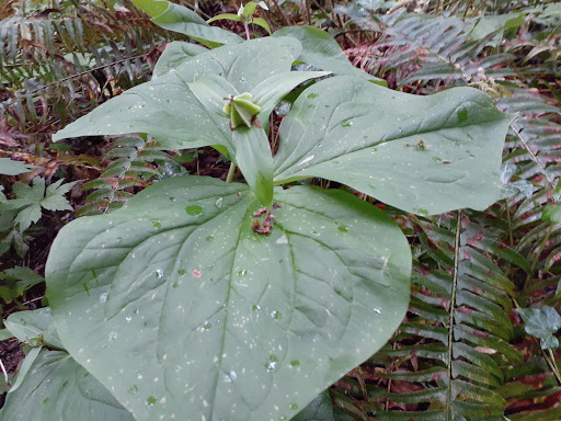 Park «Noble Woods Park», reviews and photos, 475 SE Century Blvd, Hillsboro, OR 97123, USA