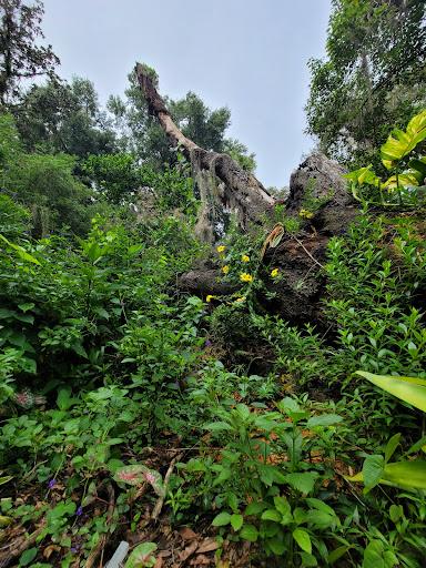 Nehrling Gardens, 2267 Hempel Ave, Gotha, FL 34734