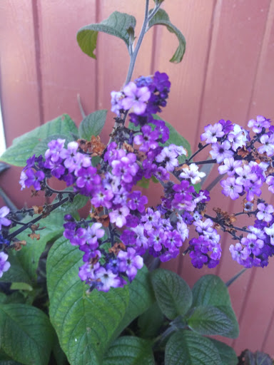 Amusement Park «Pacific NW Live Steamers», reviews and photos, 31803 S Shady Dell Rd, Molalla, OR 97038, USA