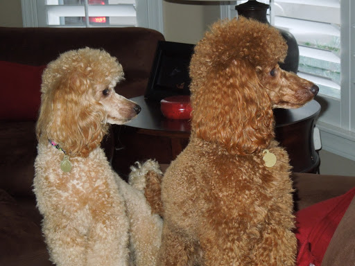 Pet Supply Store «Perks 4 Pets», reviews and photos, 7228 Manatee Ave W, Bradenton, FL 34209, USA