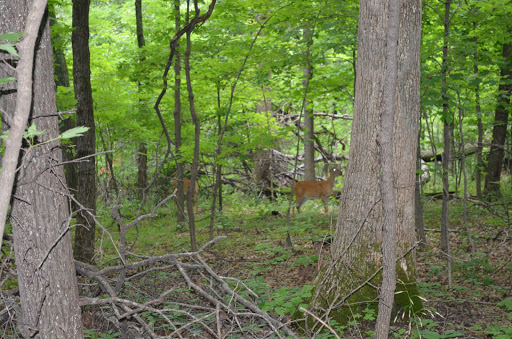Nature Preserve «Engelmann Woods Natural Area», reviews and photos, 2360 Hwy D, Boles Township, MO 63304, USA