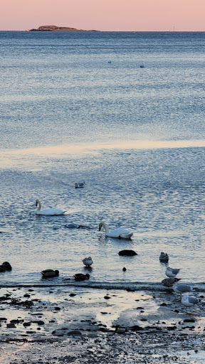 Nature Preserve «Steer Swamp Conservation Area», reviews and photos, 188 Washington St, Marblehead, MA 01945, USA