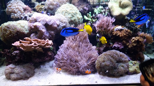 Aquarium «Aquarium World», reviews and photos, 13157 Northwest Fwy, Houston, TX 77040, USA