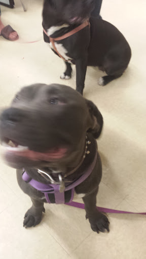 Pet Supply Store «Petco Animal Supplies», reviews and photos, 168 Ames Dr, Barre, VT 05641, USA