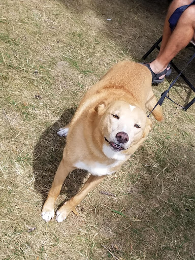 Tourist Attraction «Dune Climb», reviews and photos, 6748 S Dune Hwy, Glen Arbor, MI 49636, USA