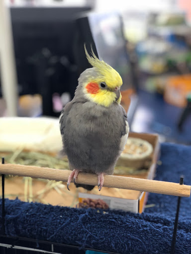 Pet Store «Pet Nation Llc», reviews and photos, 1898 Andorra St, Navarre, FL 32566, USA