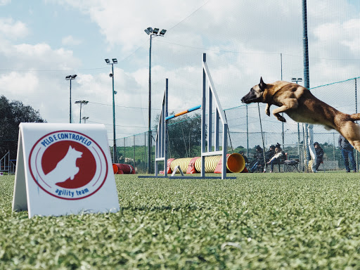 Pensioni per cani e dog hotel a Amici per un pelo Agility Team