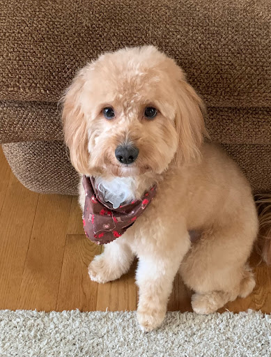 Leona's Pet Grooming