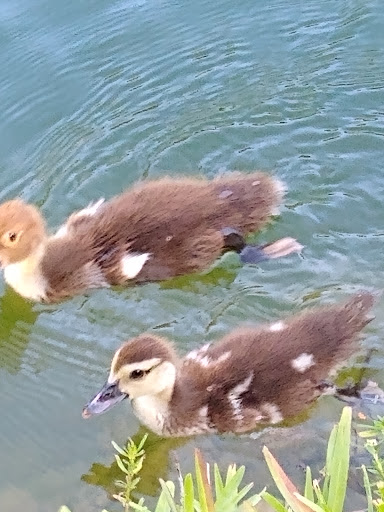 Park «Coral Reef Park», reviews and photos, 7895 SW 152nd St, Palmetto Bay, FL 33157, USA