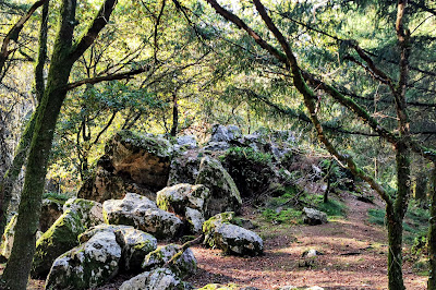 Landes de la Borderie à Montrollet