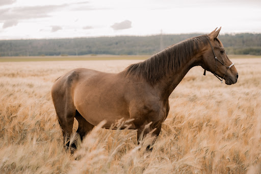 Tierarztpraxis Dolze unter Oberelsbach, Bayern