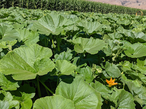 Pumpkin Patch «Spina Farms», reviews and photos, Santa Teresa Blvd, Morgan Hill, CA 95037, USA