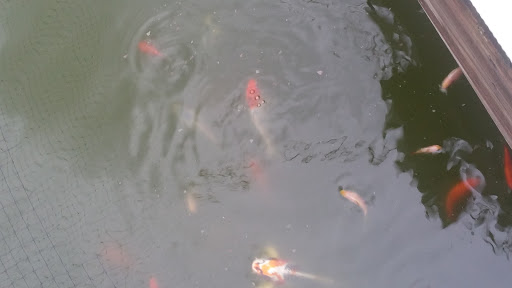 Pet Supply Store «Petco Animal Supplies», reviews and photos, 169 Brooklawn St, Farragut, TN 37934, USA