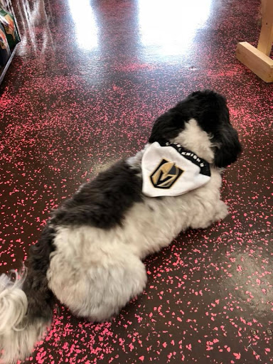 Pet Groomer «Woof Gang Bakery & Grooming Las Vegas», reviews and photos, 7080 N Durango Dr #140, Las Vegas, NV 89149, USA