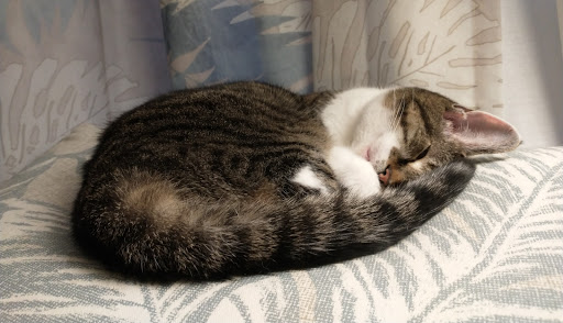 Pet Supply Store «Largo Feed & Garden Supply Inc», reviews and photos, 210 W Bay Dr, Largo, FL 33770, USA